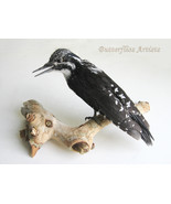 Eurasian Three-toed Woodpecker Real Taxidermy Stuffed Bird Scientific Zo... - £224.68 GBP