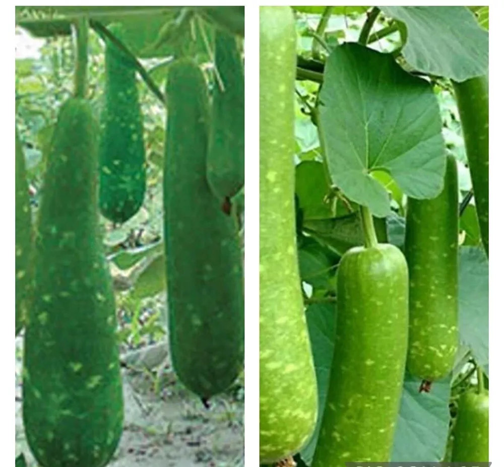 15 Seeds Long Mottled Green Gourd Seeds Heirloom Non GMO - $8.77