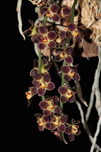 CHILOSCHISTA LUNIFERA SMALL LEAFLESS ORCHID MOUNTED PLANT - £30.81 GBP