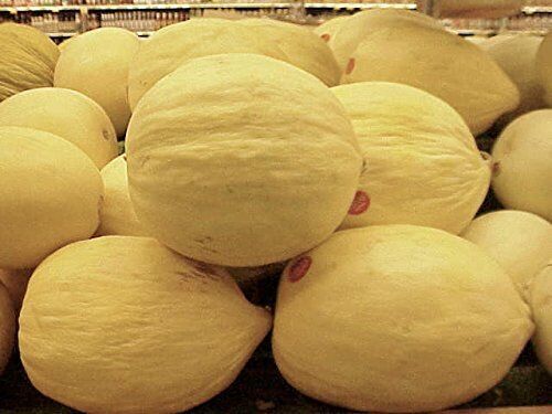 Cantaloupe Melon Crenshaw Seeds Great Heirloom Vegetable 1 Oz Seeds Fresh Garden