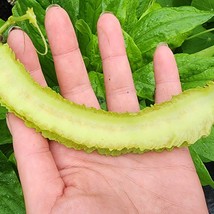 USA Seller Winged Bean Seeds Aka Dragon Bean Bean Vegetable Seeds - £14.72 GBP