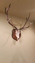 Red Stag Skull For Sale Taxidermy Mount - $900.00