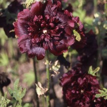 Alcea Rosea Chaters Double Maroon Hollyhock Flower Seeds 200 Seeds USA Fast Ship - £16.08 GBP