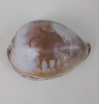 Hand Carved Tiger Cowrie Sea Shell With Taurus bull 3&quot; - $148.18 MXN