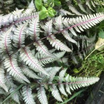 500 Japanese Painted Fern Spores Seeds New Fresh US Shipping - $4.80