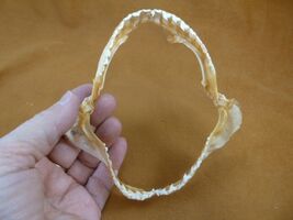 sj470-195-7) 5-1/8" Tiger SHARK jaw sharks jaws teeth taxidermy educational - $36.99