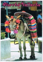 Postcard Picturesque Donkey Puerto Vallarta Mexico 4.5 x 6.5 - £2.90 GBP