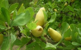Gardenia erubescens, Gardenia plant, 15 seeds/11 USD, shipping cost is 1... - $30.00