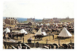 ptc2258 - Lancs. - Horses at Territorial Army Camp, Edgworth in 1914 - p... - $2.80