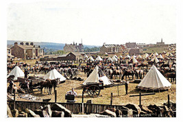 ptc2258 - Lancs. - Horses at Territorial Army Camp, Edgworth in 1914 - p... - €2,44 EUR