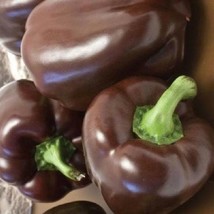 50 Chocolate Beauty Bell Pepper Seeds Fresh Seeds Fast Shipping - $12.98