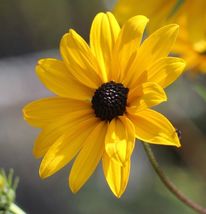 Helianthus Angustifolius Swamp Sunflower Aster Family Starter Plant Plug - £21.73 GBP