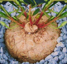 Talinum Caffrum, rare caudex bonsai cactus exotic succulent fameflower  20 seeds - £7.06 GBP