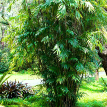 10+ Chamaedorea Seifrizii Palm, Bamboo Palm Seeds - £6.33 GBP+