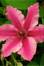 25 Bright Pink Clematis Seeds Bloom Flowers Perennial Seed Flower - £13.23 GBP