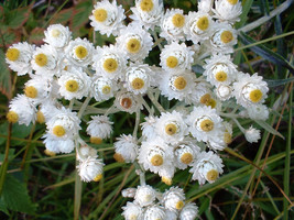 100 Pearly Everlasting Anaphalis Margaritacea Fragrant Butterfly Flower ... - $10.60