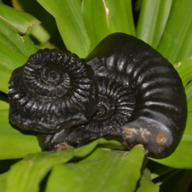 Rare  Sudershan  Shaligram Lord Vishnu Chakra Inside Gandaki River Nepal ~I-7092 - £133.00 GBP