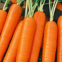 US Seller Scarlet Nantes Carrot Seeds Organic Fast Shipping - $10.25