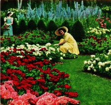 Jackson &amp; Perkins Rose Garden Delphinium Newark New York NY 1910s UNP Postcard - £10.47 GBP