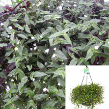 Tahitian Bridal Veil 6Inches Plant Gibasis Pellucida Pot Hanging Live Plant Vine - £24.28 GBP