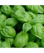 1000 Basil- Genovese Seeds-Open Pollinated-NON GMO. - $4.00