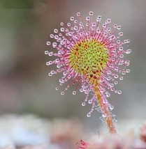 Colorful Drosera Peltata Seed Potted Plant Circular Sundew Carnivorous Plants Se - $10.89