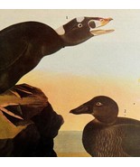 Surf Scoter Bird 1946 Color Art Print John James Audubon Nature DWV2K - €25,83 EUR