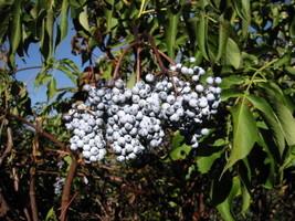 FG Blue Elderberry (Sambucus Caerulea), 50 seeds - £4.48 GBP