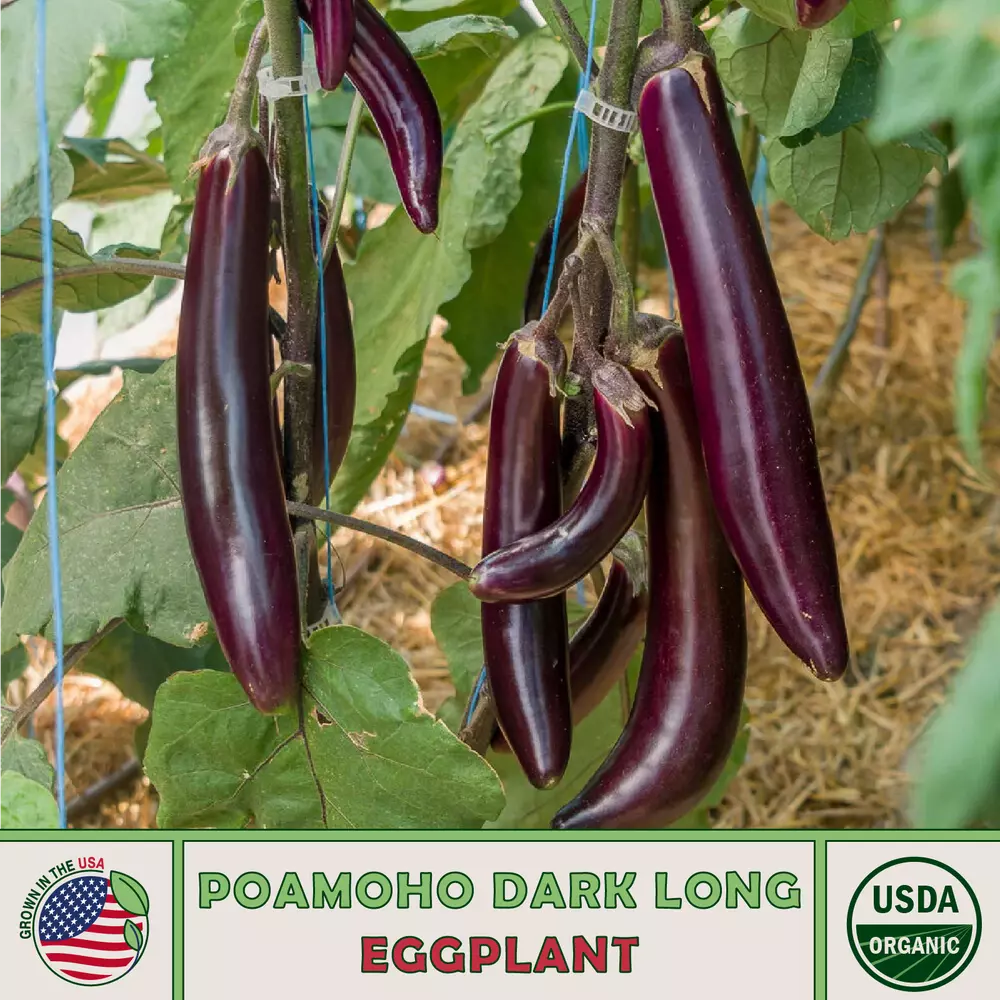 20 Organic Hawaiian Poamoho Dark Long Eggplant best Seedss Disease Resistant Non - $8.20