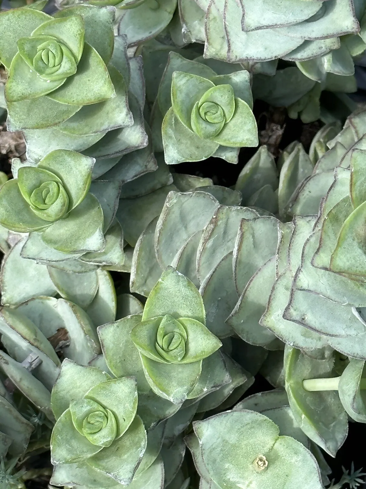 3 cuttings Crassula perforata &#39;Giant Buttons&#39; - £17.21 GBP