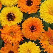 Pacific Beauty Calendula Seeds Fast Shipping - $7.48