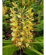 Hawaiian KAHILI Yellow Ginger Hedychium Gardnerianum Root - £18.77 GBP