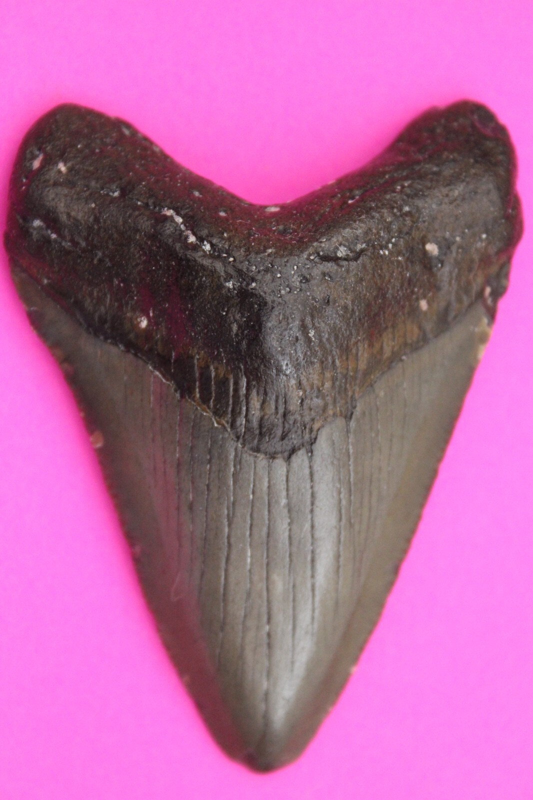 Authentic Megadolon Shark Tooth 2.56 Inches 32 Grams Fossil Dino Girl CO... - $76.99