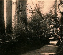 Path Through Point Defiance Park Tacoma Washington WA 1905 UDB Postcard T15 - £3.08 GBP