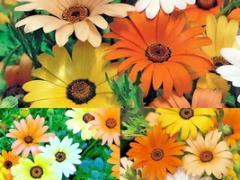 201+AFRICAN DAISY MIX White Orange Yellow Apricot Seeds Drought Tolerant Annual - £10.19 GBP