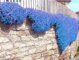 100Seeds Creeping Thyme Seeds Rock Cress Ground Cover Flower Blue Color Gardenin - $8.36