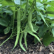 Improved Tendergreen Bean Seeds 50 Bush Stringless Green Vegetable Garden  From  - $13.98