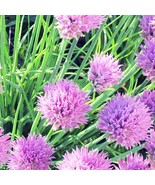 Organic Chives Fast Shipping - $10.00