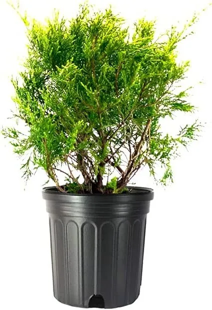 Old Gold Juniper Live Plant Juniperus Chinensis - £50.13 GBP