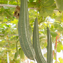 Luffa Gourd, Sponge Loofa Or Patola - 30 Seeds - $7.57