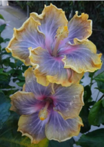 20 Purple Yellow Hibiscus Seeds Flower Flowers Perennial Seed - £11.97 GBP