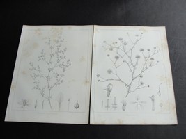 Vintage 1850&#39;s Lithograph- Fagonia California/Dalea Emoryt, Botany- Plate&#39;s I &amp;  - £19.18 GBP
