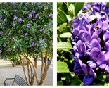 20 Seeds TEXAS Mountain LAUREL Sophora Secundiflora Mescal Tree Purple F... - $26.93