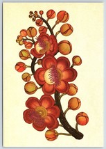 Postcard Kew Botanicum Tropical Trees Cannonball Tree - £3.95 GBP