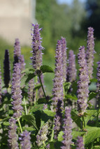 Anise Hyssop Anise Hyssop Licorice Scented Foliage 640 Seeds - £6.21 GBP