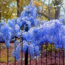 Blue Chinese Wisteria Seeds Wistaria Seed - £10.01 GBP