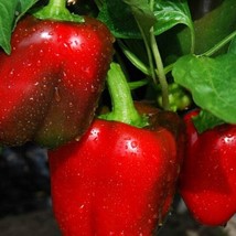 Big Red Sweet Pepper Seeds Organic Gardening Fresh USA Shipping - £6.27 GBP