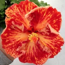 Item image 1 image 1