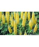 25 Saffron Lupine Seeds - $157.68 MXN