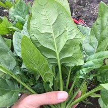 Fresh New 500 Japanese spinach Alrite seeds - £12.89 GBP